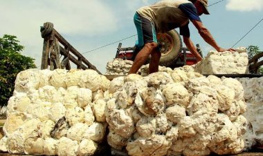 Harga Komoditi Perkebunan Riau Naik, Cek Daftarnya di Sini
