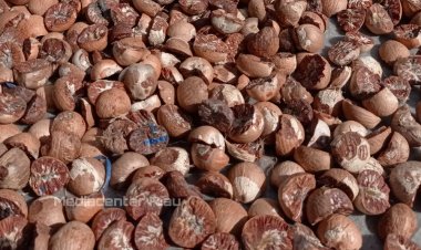 Harga Pinang Kering di Riau Turun Jadi Rp5.680 per Kg Pekan Ini, Simak Daerahnya