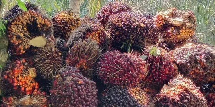 Harga Komoditi Perkebunan di Riau Fluktuatif