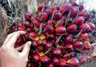 Harga TBS Kelapa Sawit Mitra Plasma Riau Periode 27 Mei-2 Juni 2026 Naik Rp65,73 per Kg Jadi Rp3.932,63 per Kg