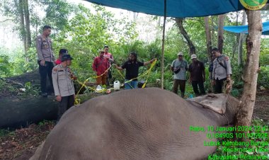Seekor Gajah Latih Diracun dan Gading Kirinya Dipotong Pelaku di Taman Nasional Tesso Nilo