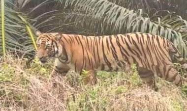 BBKSDA Riau Turunkan Tim ke Lokasi Munculnya Penampakan Harimau di di Jalan Lintas Siak Buton Desa Mengkapan