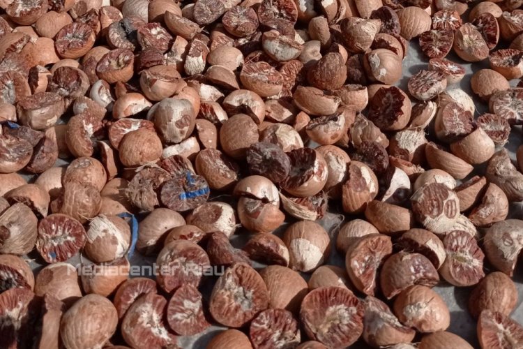 Harga Pinang Kering di Riau Tetap Rp5.680 per Kg, Simak Daerahnya