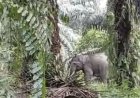 MDS Remaja 18 Tahun Terluka Usai Ditendang Gajah Liar di Kawasan Suaka Margasatwa Pusat Latihan Gajah Sebanga