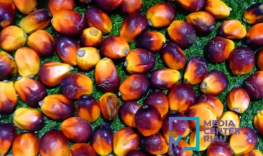 Harga TBS Kelapa Sawit Mitra Swadaya Riau Periode 16-22 April 2025 Turun 3,28 Persen Jadi Rp3.585,73 per Kg
