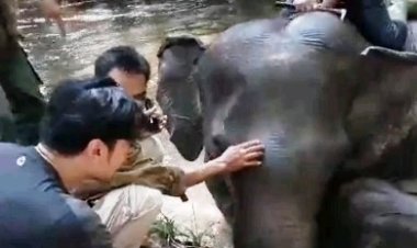 Chicco Jerikho Dukung Polda Riau Tuntaskan Kasus Kematian Gajah Rahman di Taman Nasional Tesso Nilo