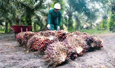 Harga TBS Kelapa Sawit Mitra Swadaya Naik Lagi Jadi Rp2.891,88 per kg Periode 27 Maret hingga 2 April 2024