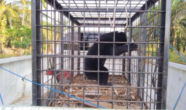 Mangsa Ternak Ayam di Dusun 2 Mekar Indah Siak, BBKSDA Riau Evakuasi Seekor Beruang Madu