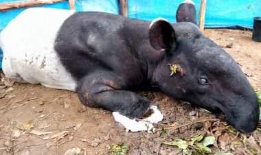 Seekor Tapir Dewasa Muncul di Permukiman Warga Jalan Pesantren Kulim Pekanbaru