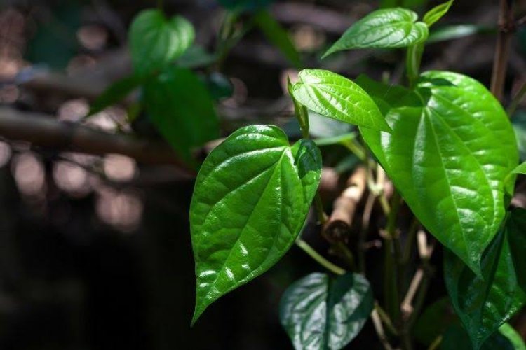 Sederet Manfaat Daun Sirih untuk Kesehatan, Begini Cara Menggunakannya?