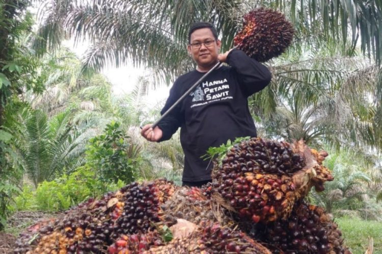 Harga TBS Kelapa Sawit Mitra Swadaya Riau Periode 4-10 Desember 2024 Naik 0,44 Persen Jadi Rp3.656,22 per Kg