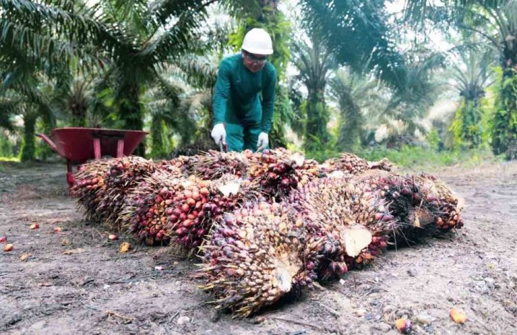 Harga TBS Kelapa Sawit Mitra Swadaya Naik Lagi Jadi Rp2.891,88 per kg Periode 27 Maret hingga 2 April 2024