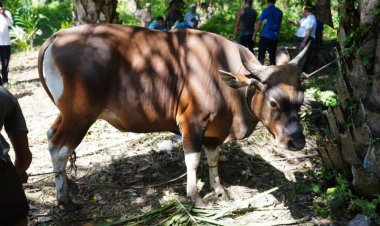 Jumlah Hewan Kurban yang akan Dipotong Tahun Ini di Riau Naik 9,82 Persen