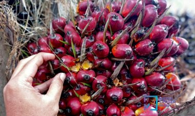 Harga TBS Kelapa Sawit Kemitraan Swadaya Riau Periode 11-17 Juni 2025 Turun 1,73 Persen Jadi Rp3.293,89 per kg