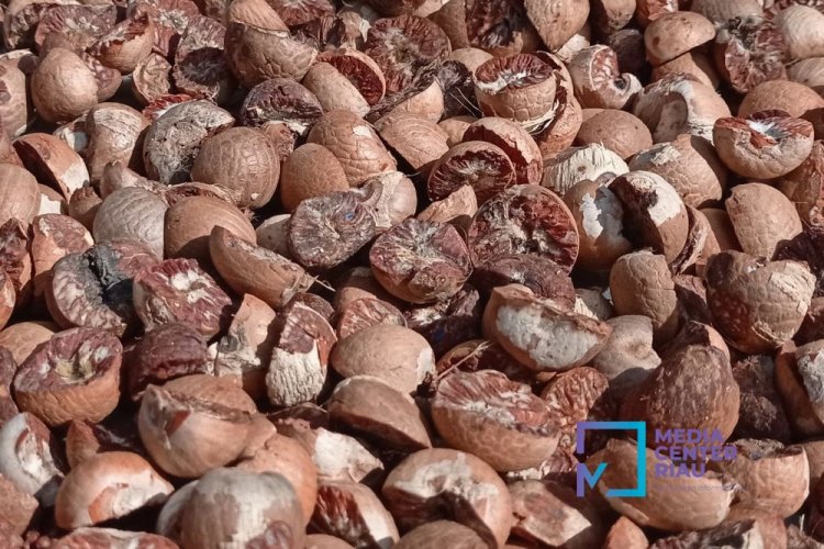 Harga Pinang Kering 100 Persen di Riau Minggu Ini Naik Rp88 per Kilogram di Sejumlah Kabupaten