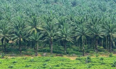 KPK Sebut 1,9 Juta Ha Perkebunan di Riau Terindikasi Ilegal