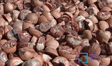 Harga Pinang Kering 100 Persen di Riau Minggu Ini Naik Jadi Rp4.138 per Kg