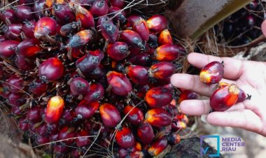 Harga TBS Kelapa Sawit Kemitraan Plasma Riau Periode 20-26 November 2024 Naik 1,34 persen Jadi Rp3.725,08 per Kg