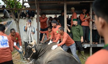 Butuh Waktu 30 Menit Tumbangkan Sapi Kurban Bantuan Presiden di Riau, Beratnya 835 Kilogram