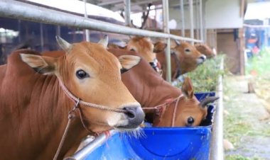 Waspada Antraks dan PMK, Berapa Lama Daging Kurban Boleh Disimpan? Ini Kata Pakar