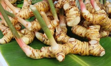 Berikut Manfaat Lengkuas bagi Kesehatan