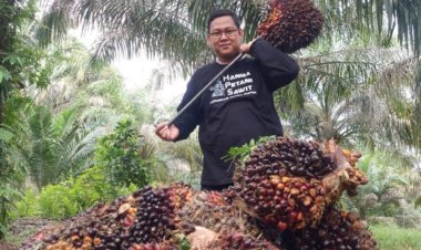 Harga TBS Kelapa Sawit Mitra Plasma Riau Minggu Ini Naik 1,39 Persen Jadi Rp2.983 per Kg, Berikut Rinciannya