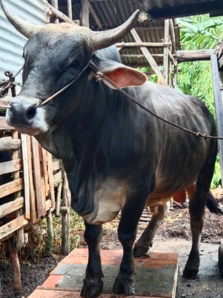 Akan disembelih di Masjid Ibadah Marpoyan Damai, Sapi Kurban dari Presiden Jokowi untuk Masyarakat Riau Jenis Brangus 835 Kg