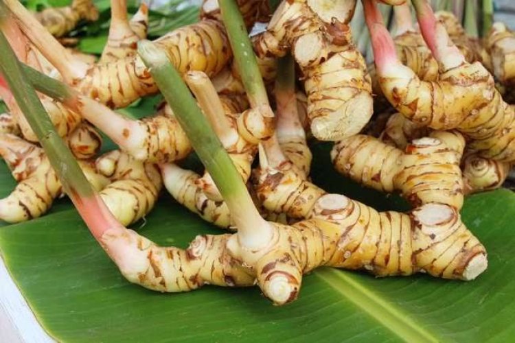 Berikut Manfaat Lengkuas bagi Kesehatan