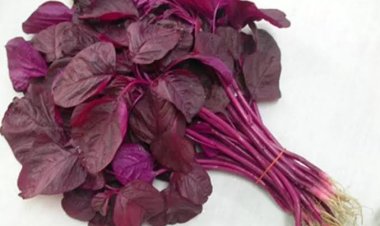 Manfaat Luar Biasa Bayam Merah untuk Kesehatan Anda