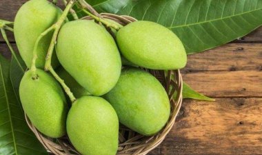Ternyata Ini Manfaat Buah Mangga Muda untuk Kesehatan