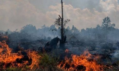 56 Titik Panas di Riau, Indragiri Hilir Penyumbang Terbanyak