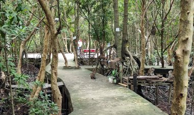 Dari Seniman, Darwis Hantarkan Bandar Bakau Dumai Jadi Edu-Ekowisata