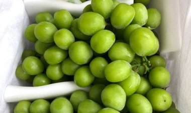 Disperindag Pekanbaru Koordinasi dengan BPOM Periksa Keamanan Anggur Muscat