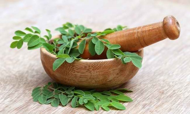 Ini Lima Manfaat Daun Kelor untuk Kesehatan, Nggak Kaleng-kaleng Khasiatnya