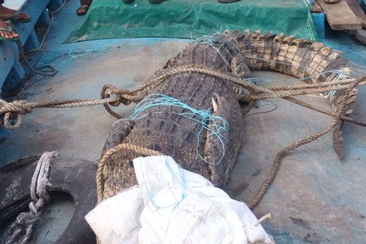 Safri bin Basan Lakis Nelayan Rohil Meninggal Disambar Buaya Saat Menjaring Ikan di Sungai Rokan