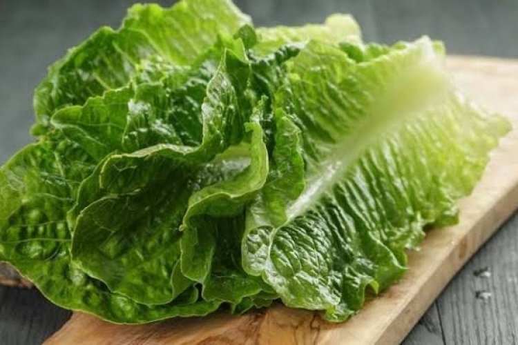 Lima Manfaat Selada Romaine, Lawan Kanker Hingga Lindungi Tulang