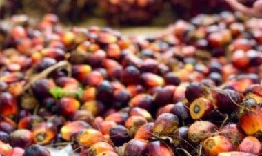 Harga TBS Sawit di Riau Naik, Petani Sambut Positif