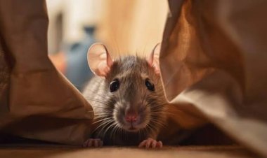 Rumah Bisa Jadi Sarang Tikus Usai Banjir, Cegah dengan 4 Cara Ini!