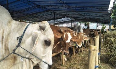 Hewan Kurban di Riau Harus Bersertifikat Sehat, Waspadai Penyakit Ini