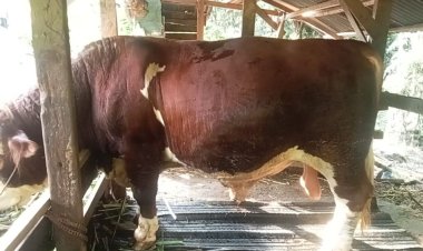 Hewan Kurban di Pekanbaru dalam Kondisi Sehat, Distankan Intensifkan Pengawasan