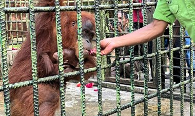 Menhut Beri Nama Ade Bayi Orangutan yang Baru Lahir di Lembaga Konservasi Kasang Kulim Kampar