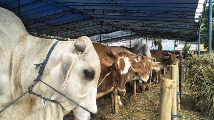 Hewan Kurban di Riau Harus Bersertifikat Sehat, Waspadai Penyakit Ini