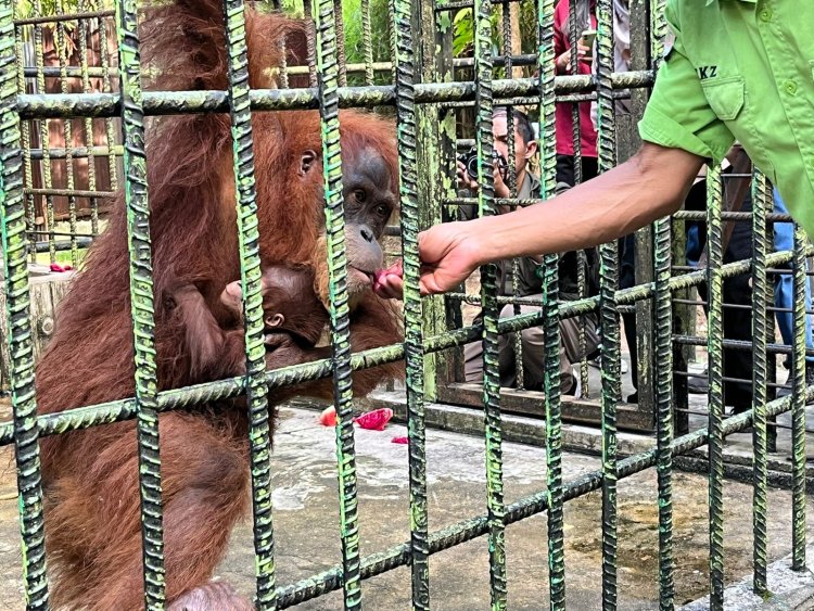 Menhut Beri Nama Ade Bayi Orangutan yang Baru Lahir di Lembaga Konservasi Kasang Kulim Kampar