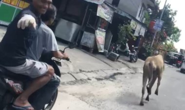 Sapi Kurban Terobos Halaman Masjid Al-Khairat Pekanbaru, Kabur 30 Menit di Jalanan