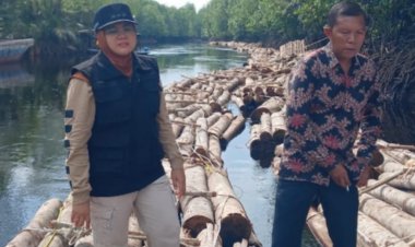Bupati Siak Afni Zulkifli Terkejut Temukan Ribuan Kayu Diduga Ilegal di Sungai Apit