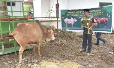 Bupati Bengkalis Kasmarni Serahkan Sapi Kurban Presiden di Masjid Besar Arafah Duri