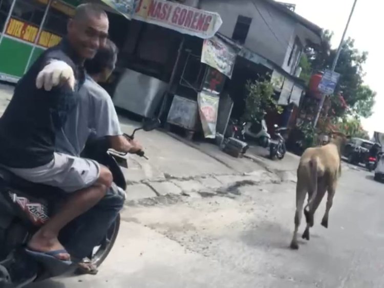 Sapi Kurban Terobos Halaman Masjid Al-Khairat Pekanbaru, Kabur 30 Menit di Jalanan