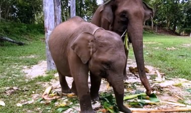 Domang dan Tari Dua Ekor Anak Gajah Penghuni TNTN Dinobatkan Sebagai Warga Kehormatan Provinsi Riau