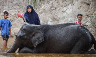 Bupati Siak Afni Zulkifli Camping Ceria Bareng Anak-anak di Pusat Latihan Gajah Minas