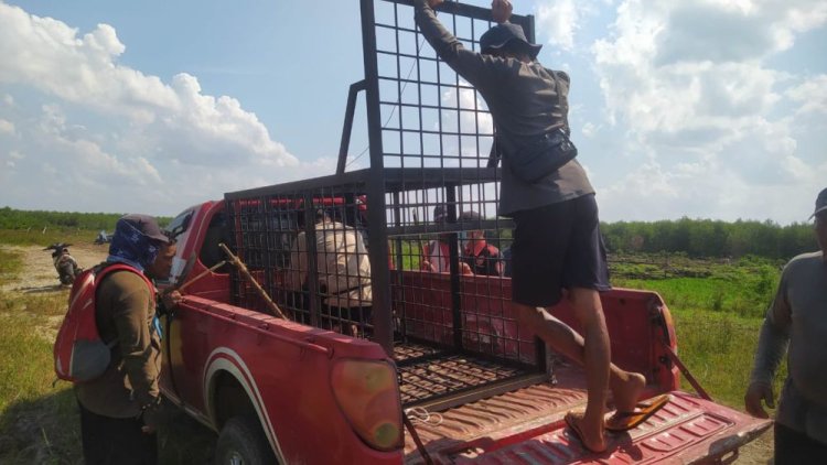 Harimau Serang Pekerja di Distrik Merawang PT Arara Abadi, BBKSDA Riau Turunkan Tim Mitigasi ke Teluk Meranti